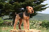 AIREDALE TERRIER 348